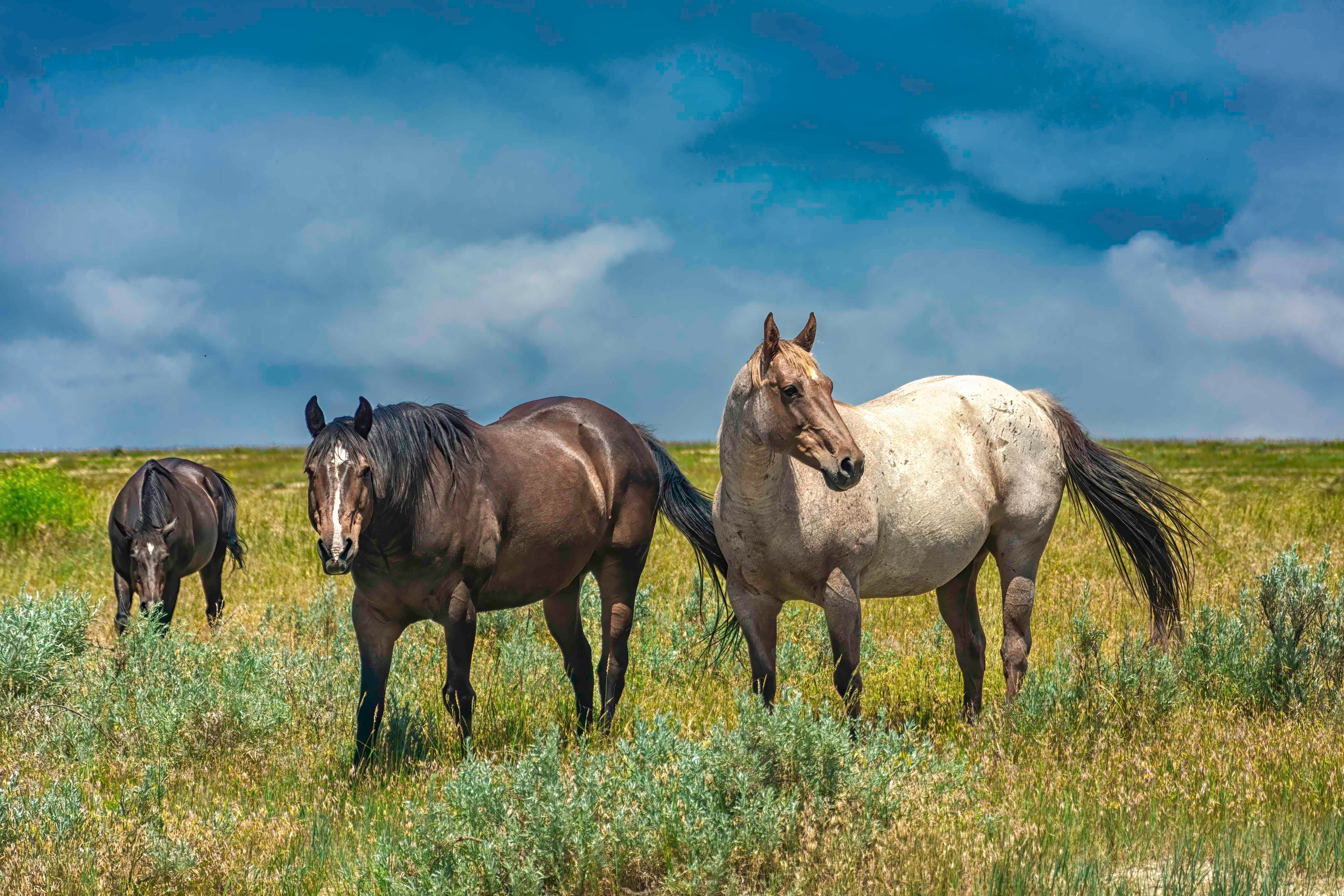 Horses on the Range-Montana