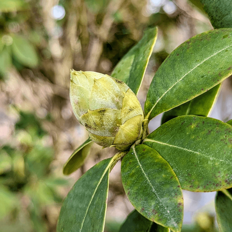 americanrhododendron2 (1)