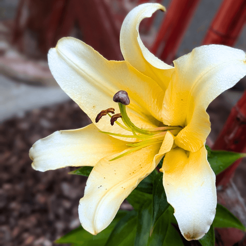 madonnalilysmall (1) (1)