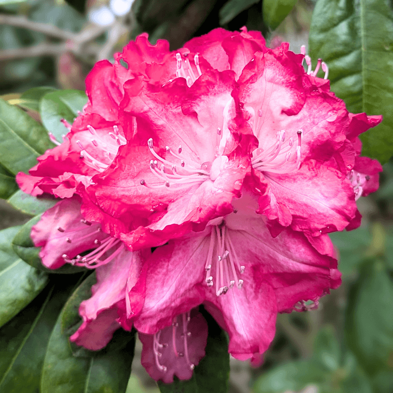 americanrhododendron1 (1)
