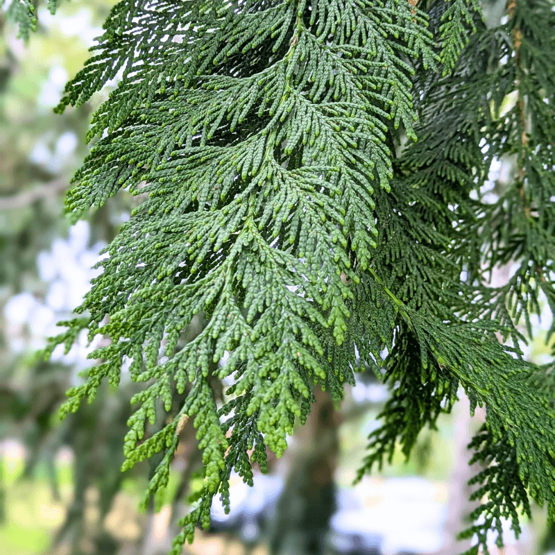 westernredcedarsmall (1) (1)