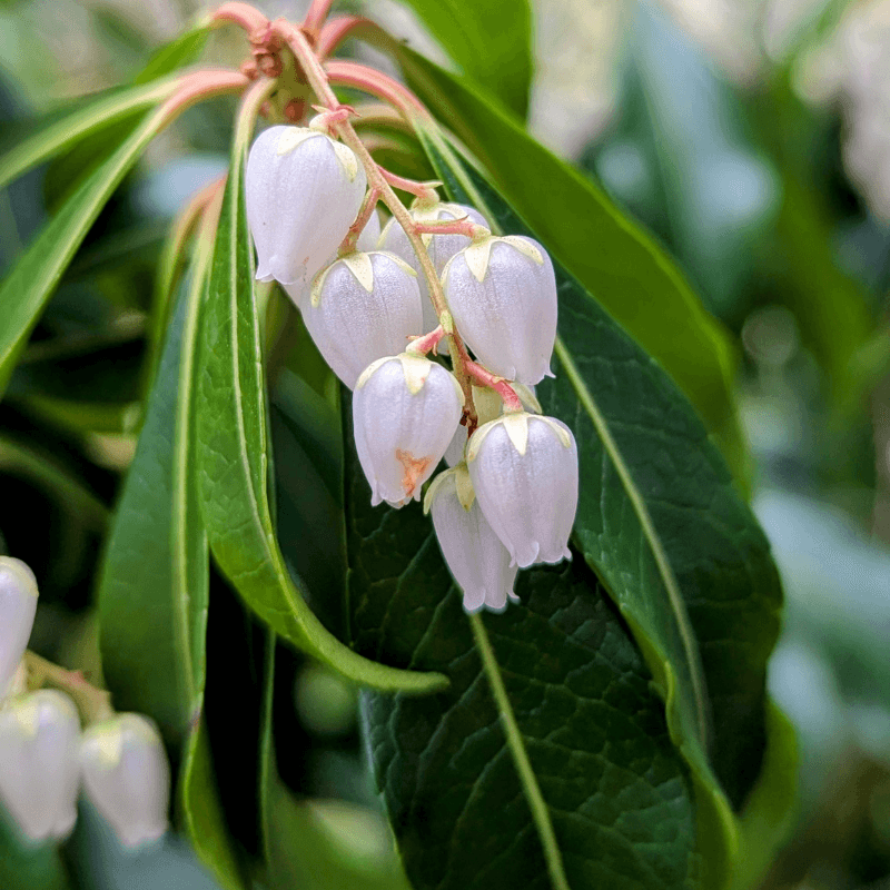 japaneseandromeda2 (1)