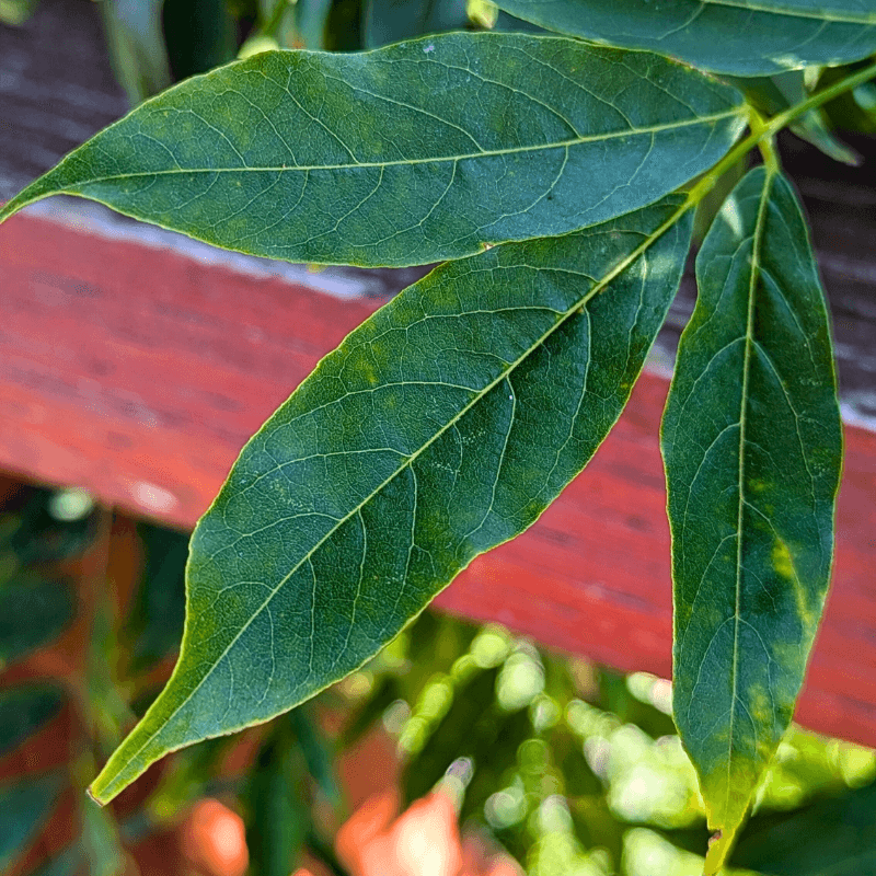 wisteriasmall (2) (1)