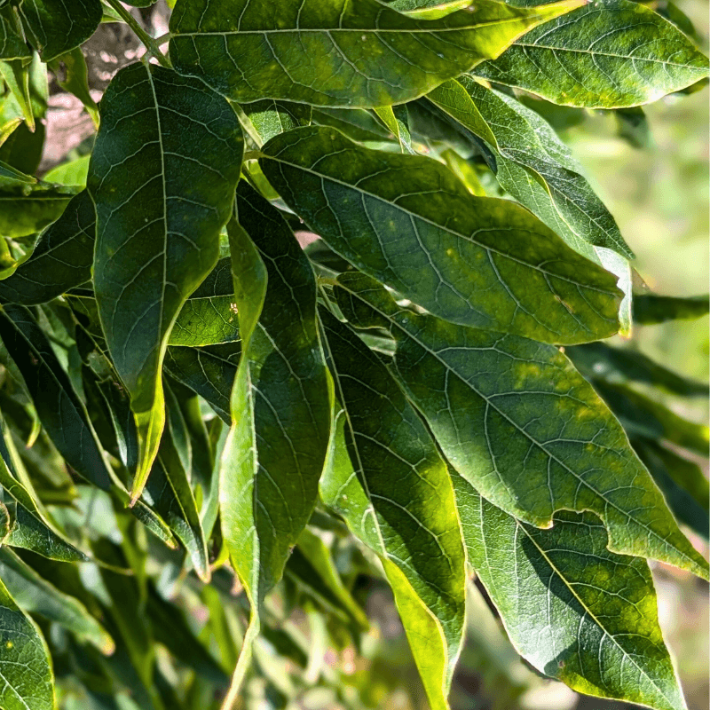 wisteriasmall (3) (1)