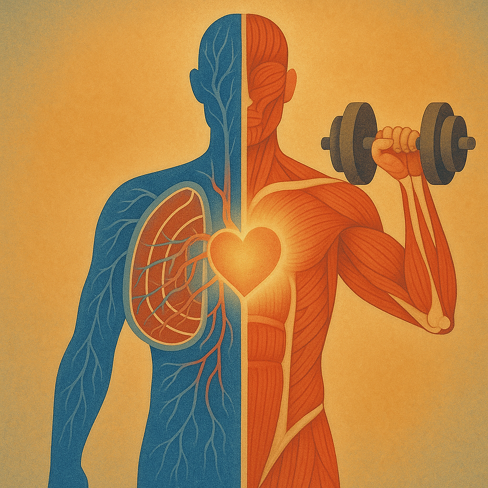Illustration of a human figure split into blue veins on the left and red muscles on the right, holding a dumbbell, with a glowing heart center.