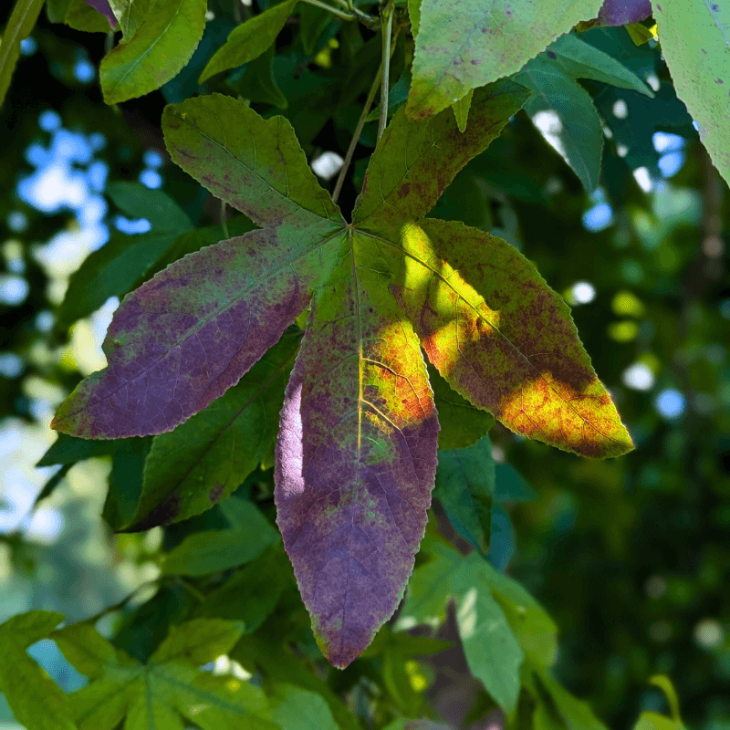 sweetgumsmall (2) (1)