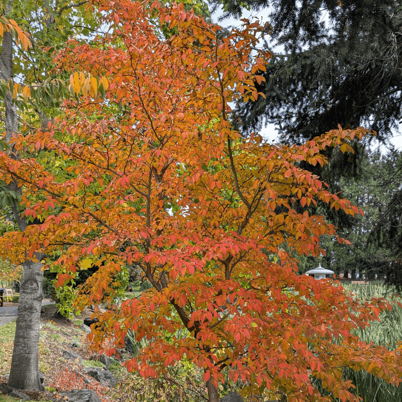 stewartiasmall (3) (1)