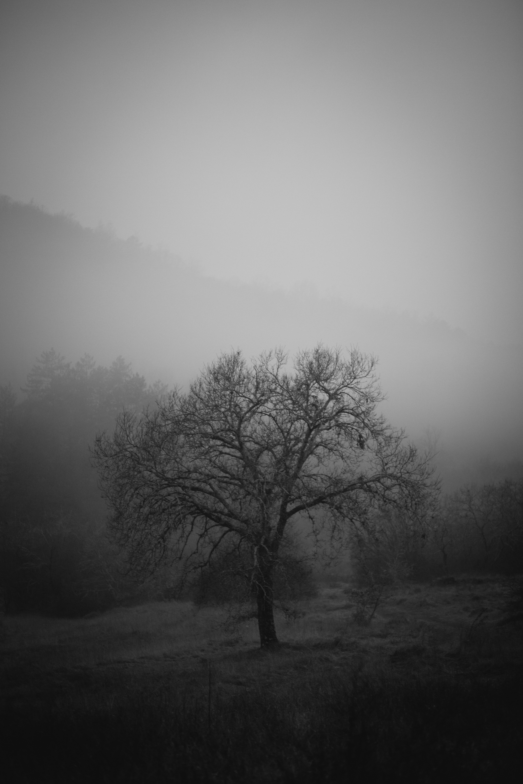 Rooted_Marina Cosic Fine Art Prints Emergin Collection_4.jpg