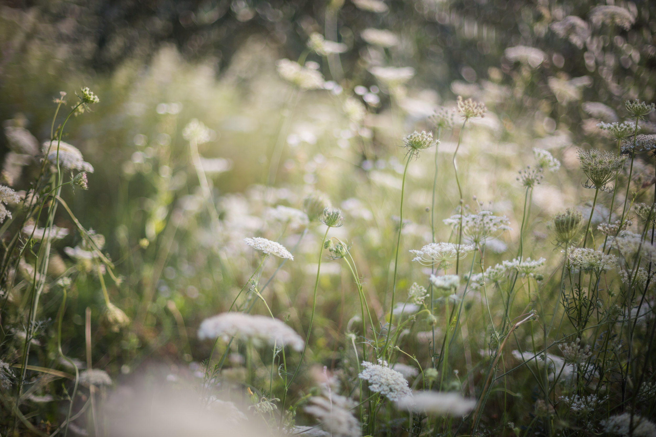 Maslenik Istra polje mrkvica priroda divlja male-6045.jpg
