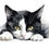 Thumbnail: Assorted Cats 