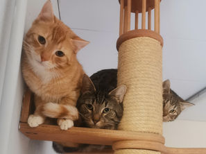 Kater aus einem Animal Hoarding Haushalt