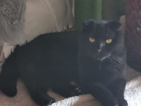 Diva und Pascha
