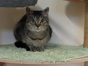 Scheue Katzen