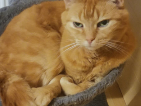 Tom