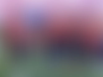 ¡UN TRI ROJIBLANCO! CHIVAS APORTARÁ 15 FUTBOLISTAS A LAS CONVOCATORIAS DE LA SELECCIÓN MEXICANA