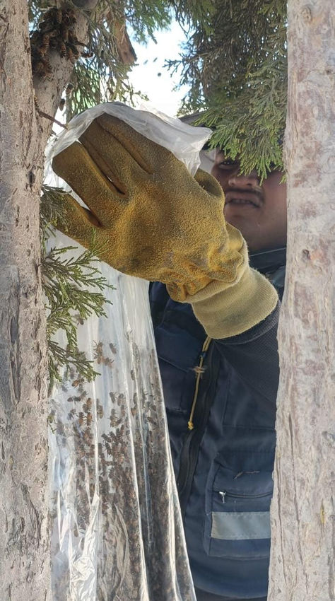 BOMBEROS DE JESÚS MARÍA HAN REUBICADO MÁS DE 100 ENJAMBRES DE ABEJAS EN LO QUE VA DEL AÑO