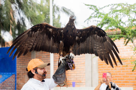 PARA FOMENTAR LA CONCIENCIA AMBIENTAL AVES RAPACES VISITAN PRIMARIA EN JESÚS MARÍA