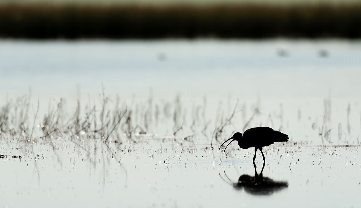 Jim - Waterbird.jpeg