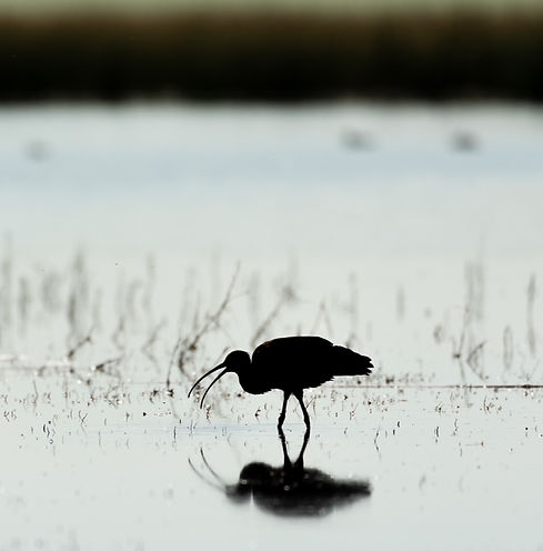 Jim - Waterbird_edited.jpg