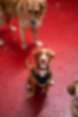 dogs-22.jpg