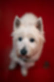 dogs-48 (1).jpg