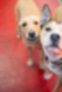 dogs-78 (1).jpg