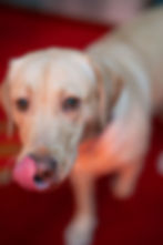 dogs-16 (1)