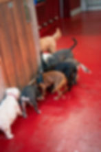 dogs-19