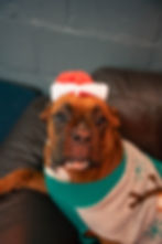 Dolittles5thChristmas-47