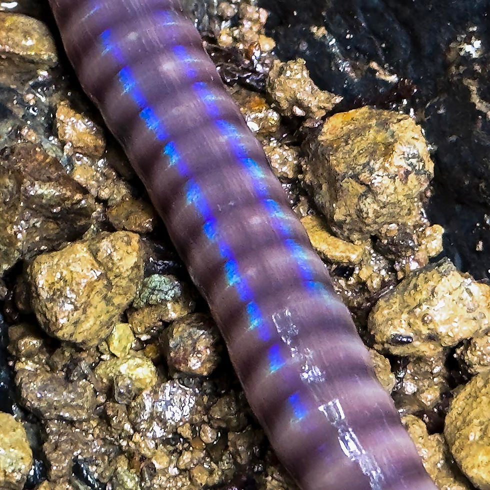 水辺整備中に姿を見せた、美しい大型ミミズ