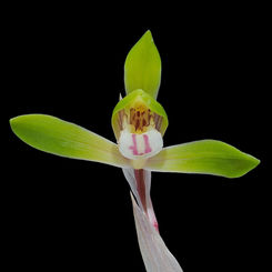 早春のラン「シュンラン」