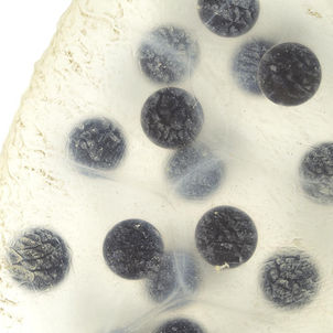 2026年TKS産卵Start!