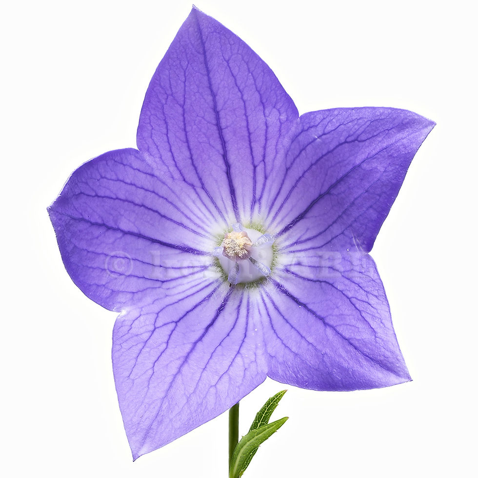 ree