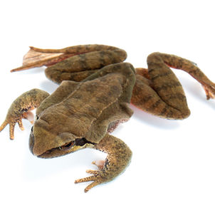 今期はナガレタゴガエルのアタリ年!?