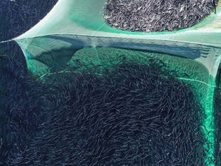 Shifting to Novel Feed Ingredients in Aquaculture Can Deliver Key Sustainability Benefits: Prof. Ling Cao