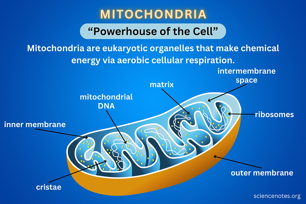 Zone 2 training boosts mitochondrial health and longevity.