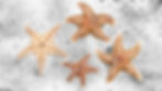 Common Starfish stranded on the beach