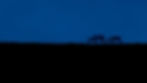 Two Reindeer during the blue hour