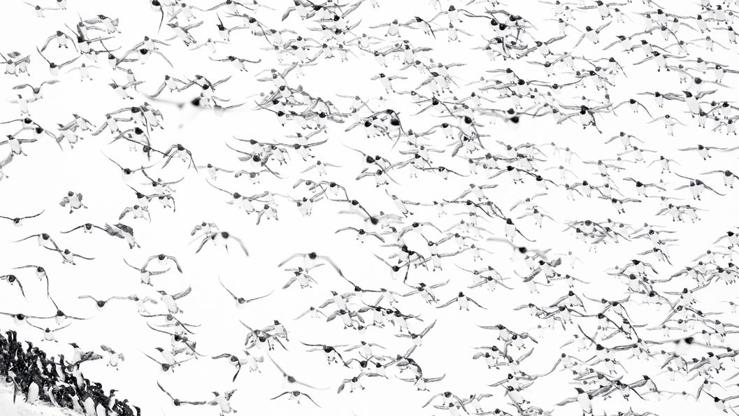 Common Guillemots, Razorbills, and Atlantic Puffins flying in continuous motion around the cliffs of Hornøya, Norway, filling the Arctic sky with life and energy.