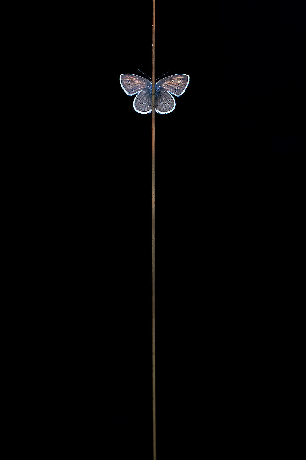 A Small Blue in the early morning