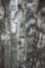 Bird Photographer of the Year