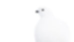 A Willow Grouse or a real-life Snow White