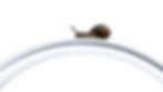 A Copse Snail on a journey