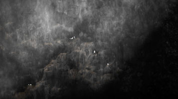 Emotion’Ailes Competition. Northern Fulmars resting on the cliffs near Skógafoss in Iceland, with the misty spray of the waterfall falling like a soft curtain in front of the birds.