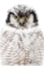 Portrait of a Northern Hawk-owl