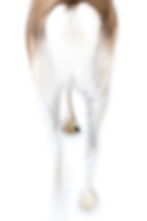 A Reindeer from behind