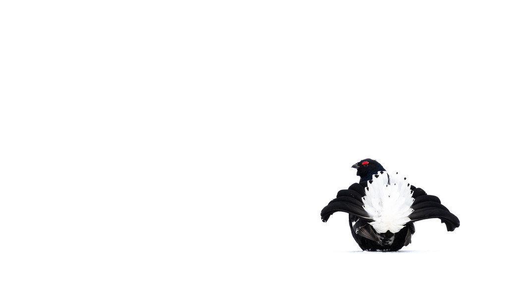 The tail feathers of a Black Grouse fanned wide against a white-out landscape in northern Finland.