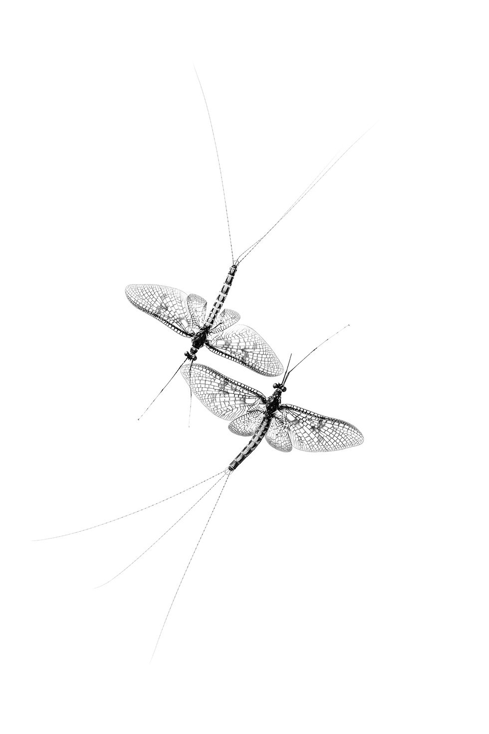 The Drake Mackerel's last dance