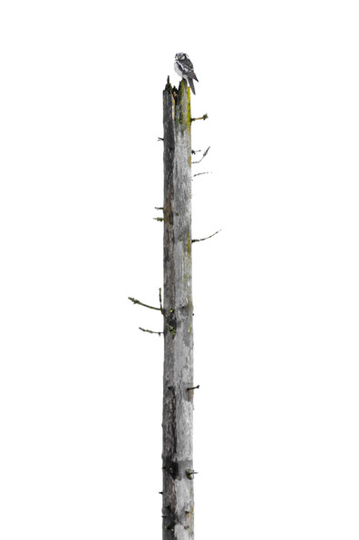 A Northern Hawk Owl perched atop an old dead spruce, overlooking a white winter landscape in southern Finland, surveying its territory in the cold stillness.