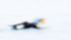 A male King's Eider in motion
